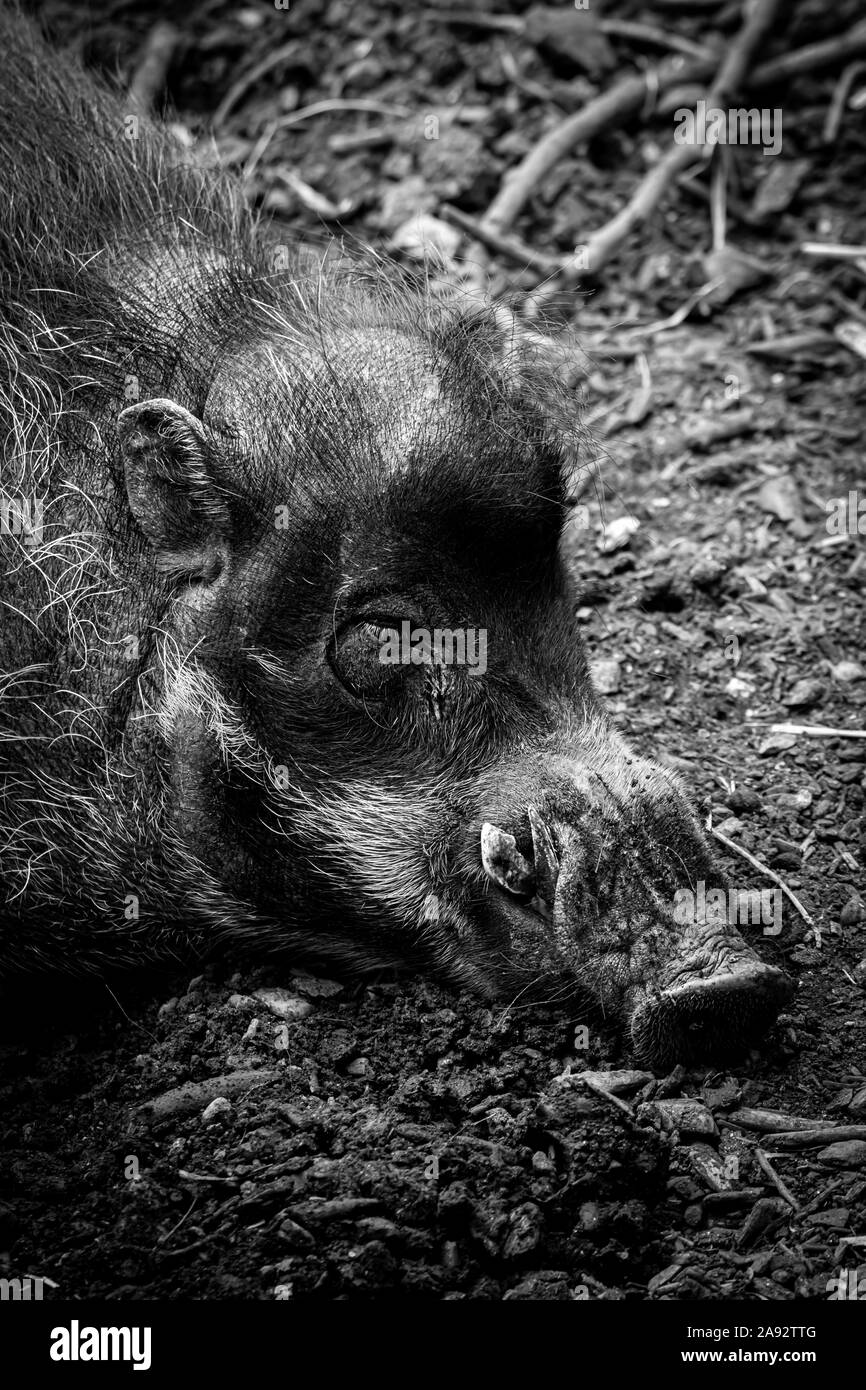 Visayan Warty Schwein an der Zoo von Newquay, Cornwall, Großbritannien Stockfoto