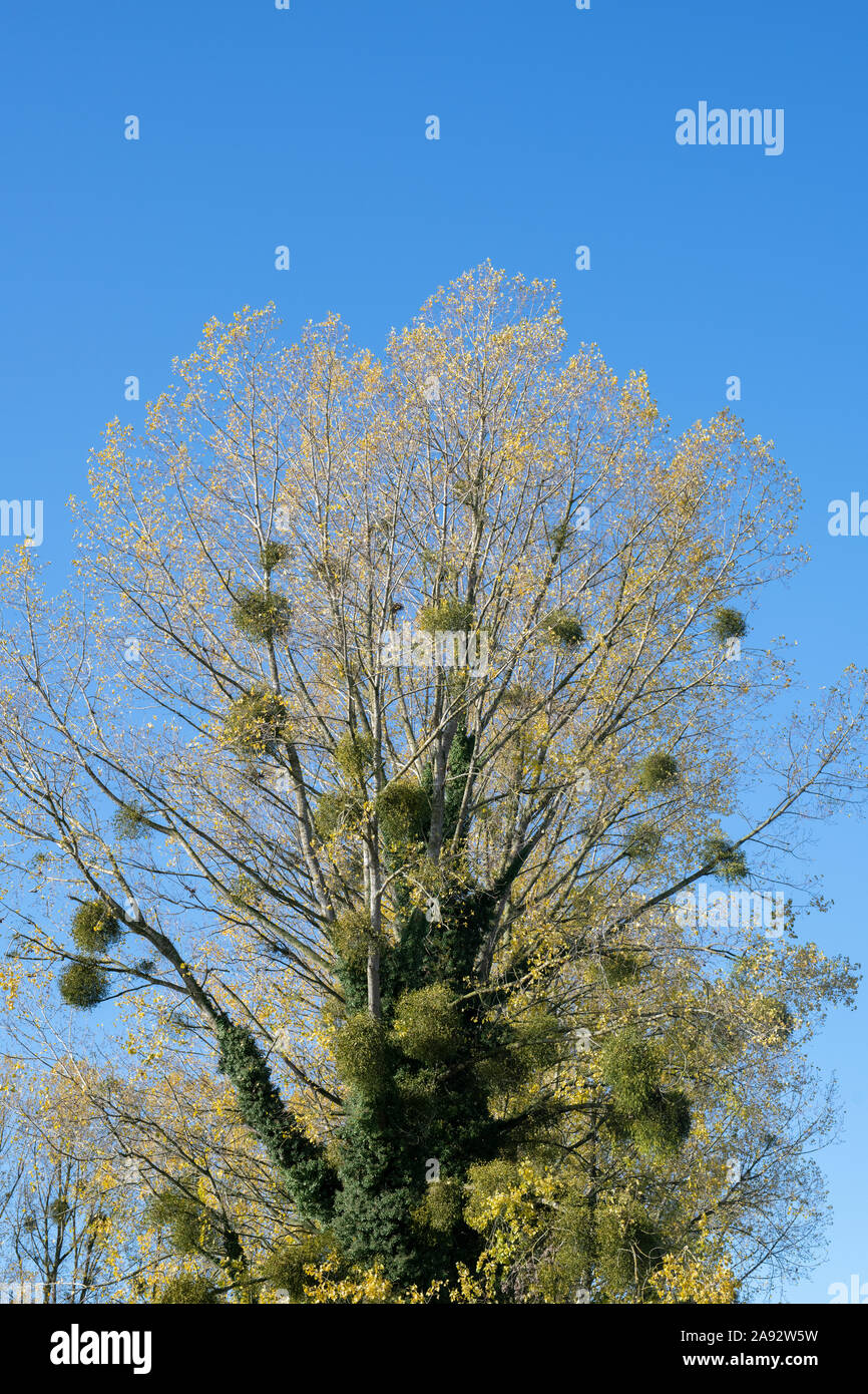 Viscum album. Die Mistel in einer Pappel Baum im Herbst. Herefordshire, England Stockfoto