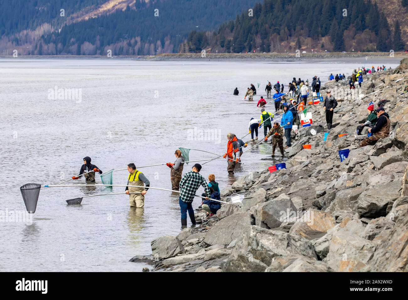 Menschen, die nach Hooligan in Turnagain Arm tauchen, direkt neben dem Seward Highway in Süd-Zentral-Alaska, südlich von Anchorage. Die Hooligan sind migrati... Stockfoto