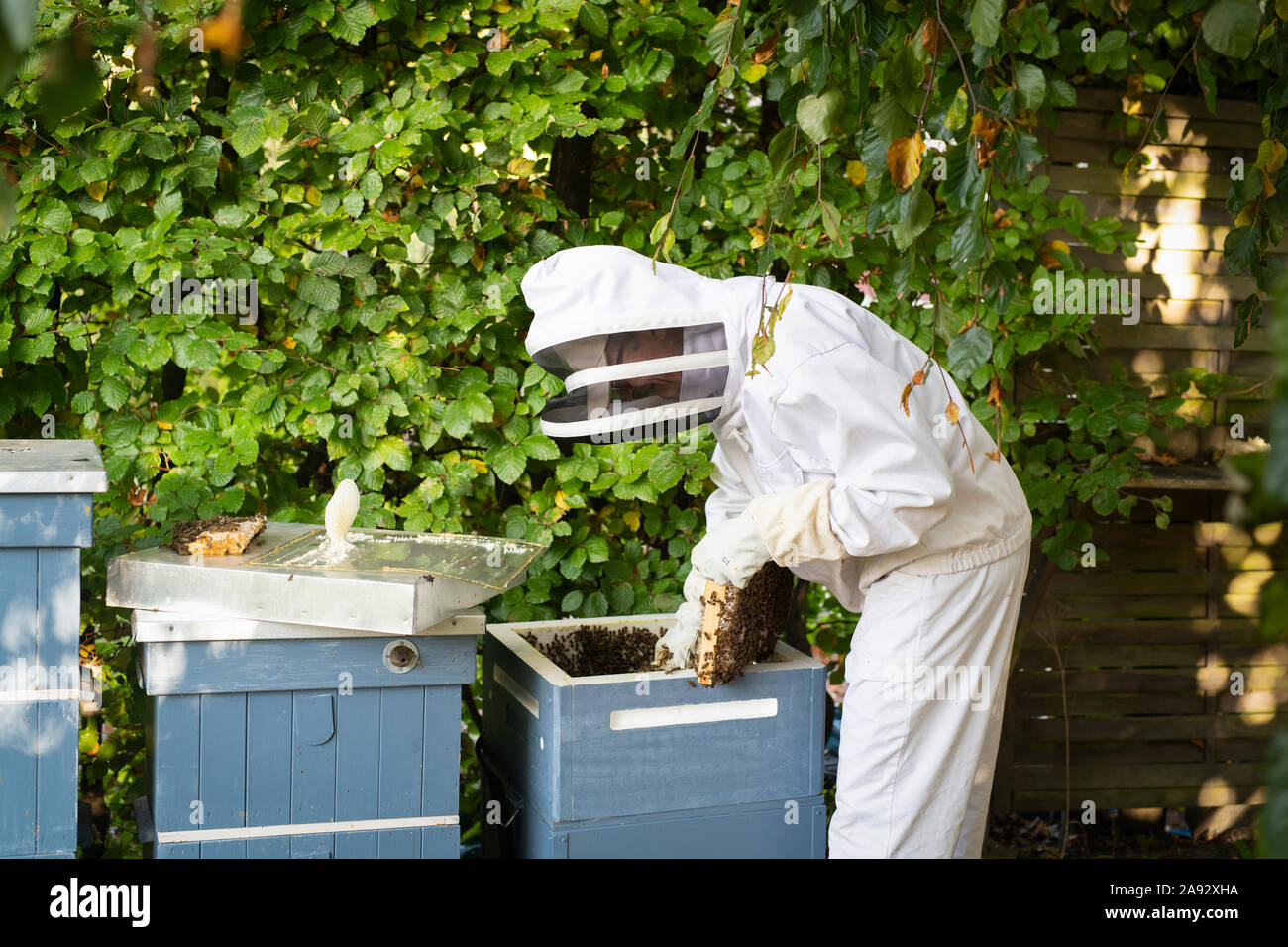 Imker in der Nähe der Bienenstöcke Stockfoto