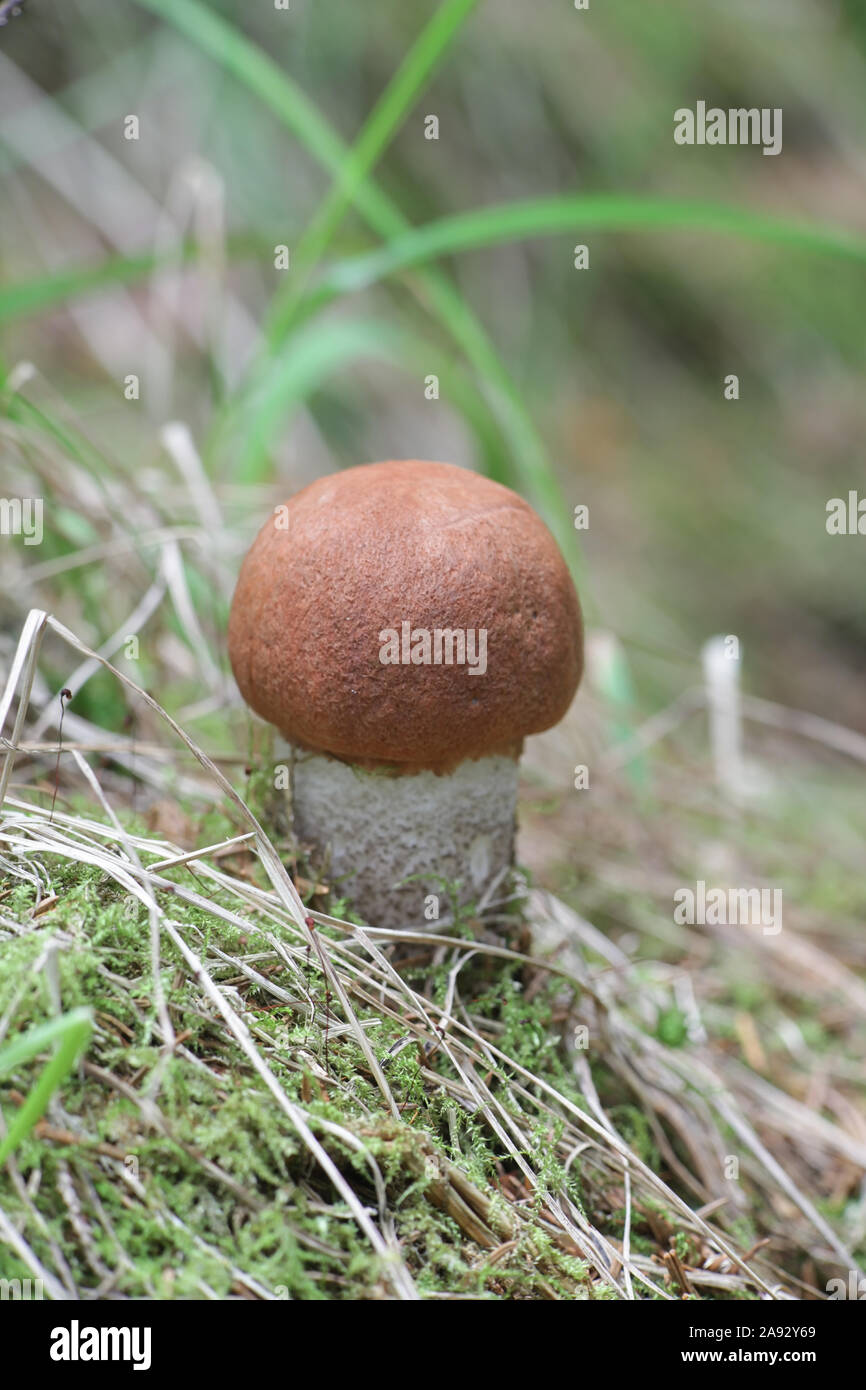 Leccinum versipelle, auch bekannt als Steinpilze testaceoscaber oder die orange Birke bolete, ein essbarer Pilz aus Finnland Stockfoto