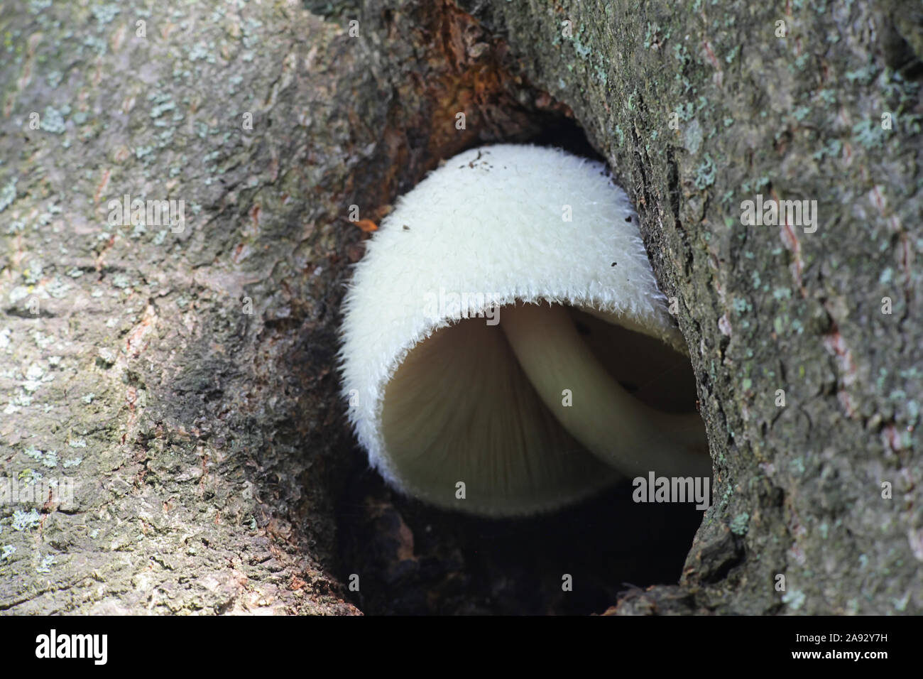 Volvariella bombycina, wie die Seidigen Mantel bekannt, seidig rosegill, Silber - Seide Stroh oder Baum Pilz, Pilze, Wild Mushroom aus Finnland Stockfoto