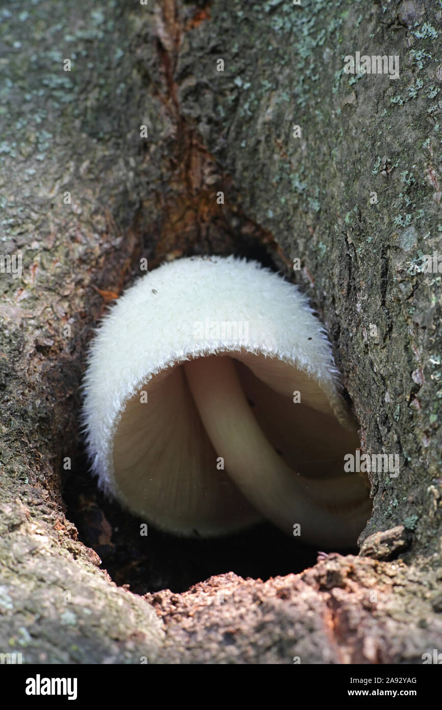 Volvariella bombycina, wie die Seidigen Mantel bekannt, seidig rosegill, Silber - Seide Stroh oder Baum Pilz, Pilze, Wild Mushroom aus Finnland Stockfoto