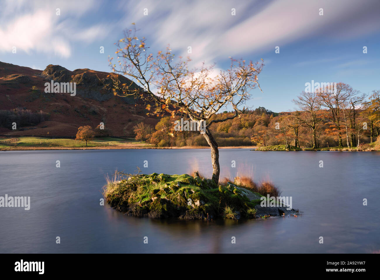 Einsamer Baum in Rydal Wasser im Lake District National Park Stockfoto