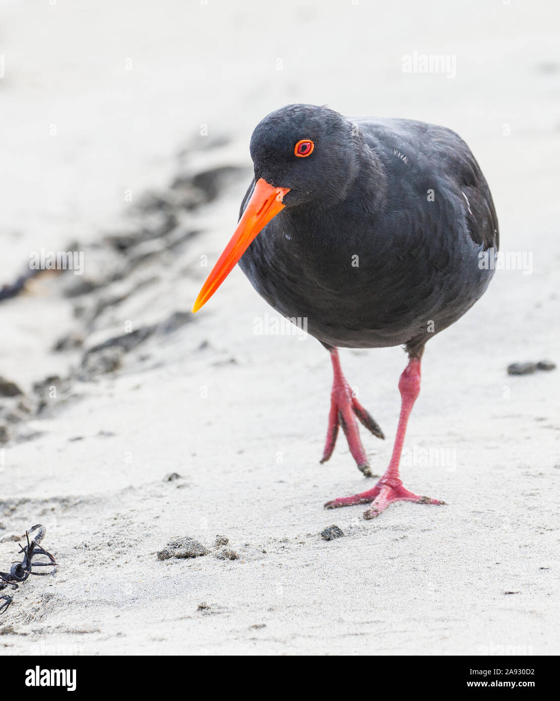 Ansicht des Vogels Stockfoto