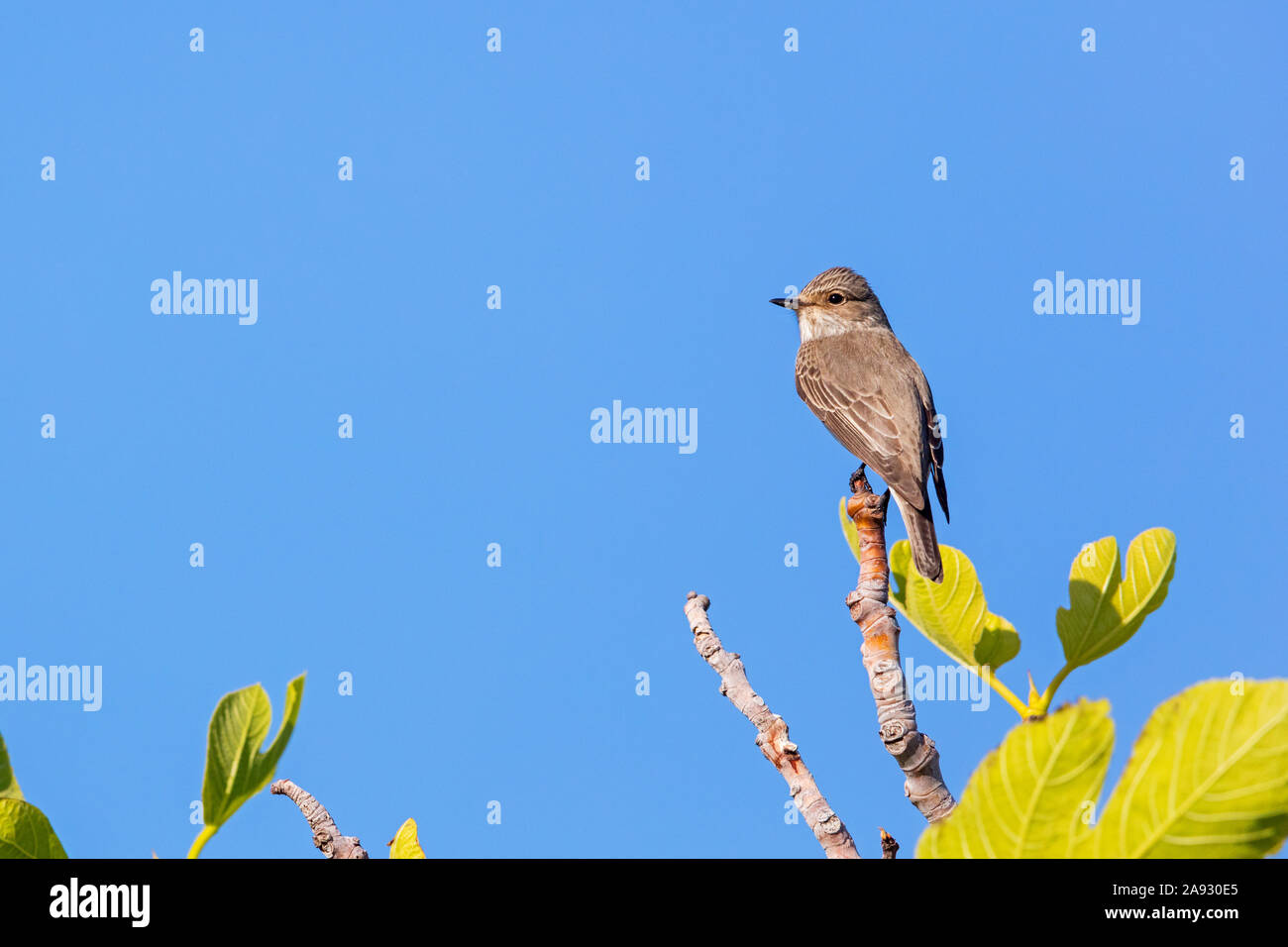 , Grauschnäpper Muscicapa striata, Stockfoto