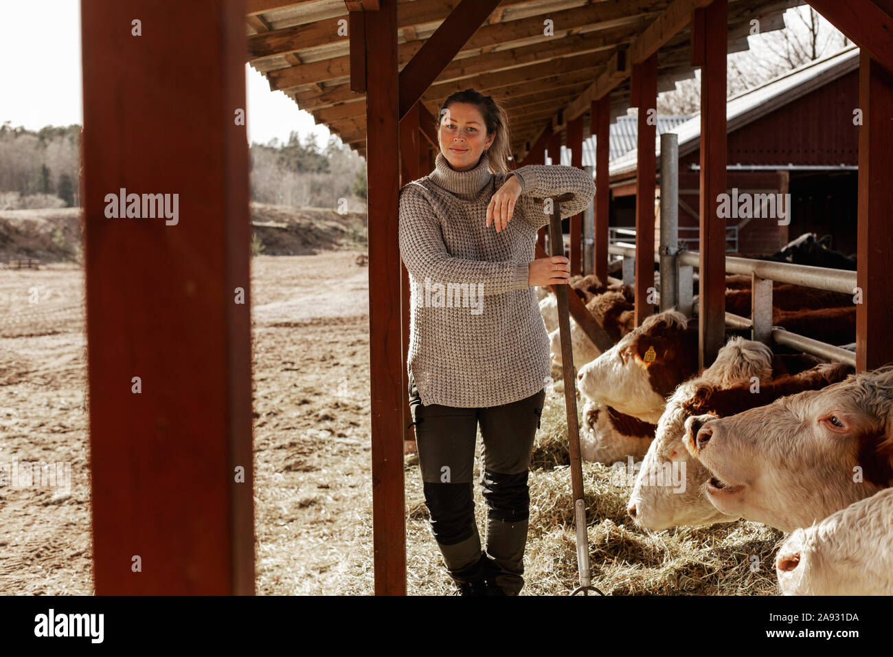 Frau im Kuhstall Stockfoto