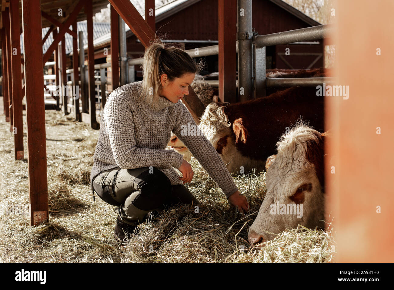 Frau im Kuhstall Stockfoto