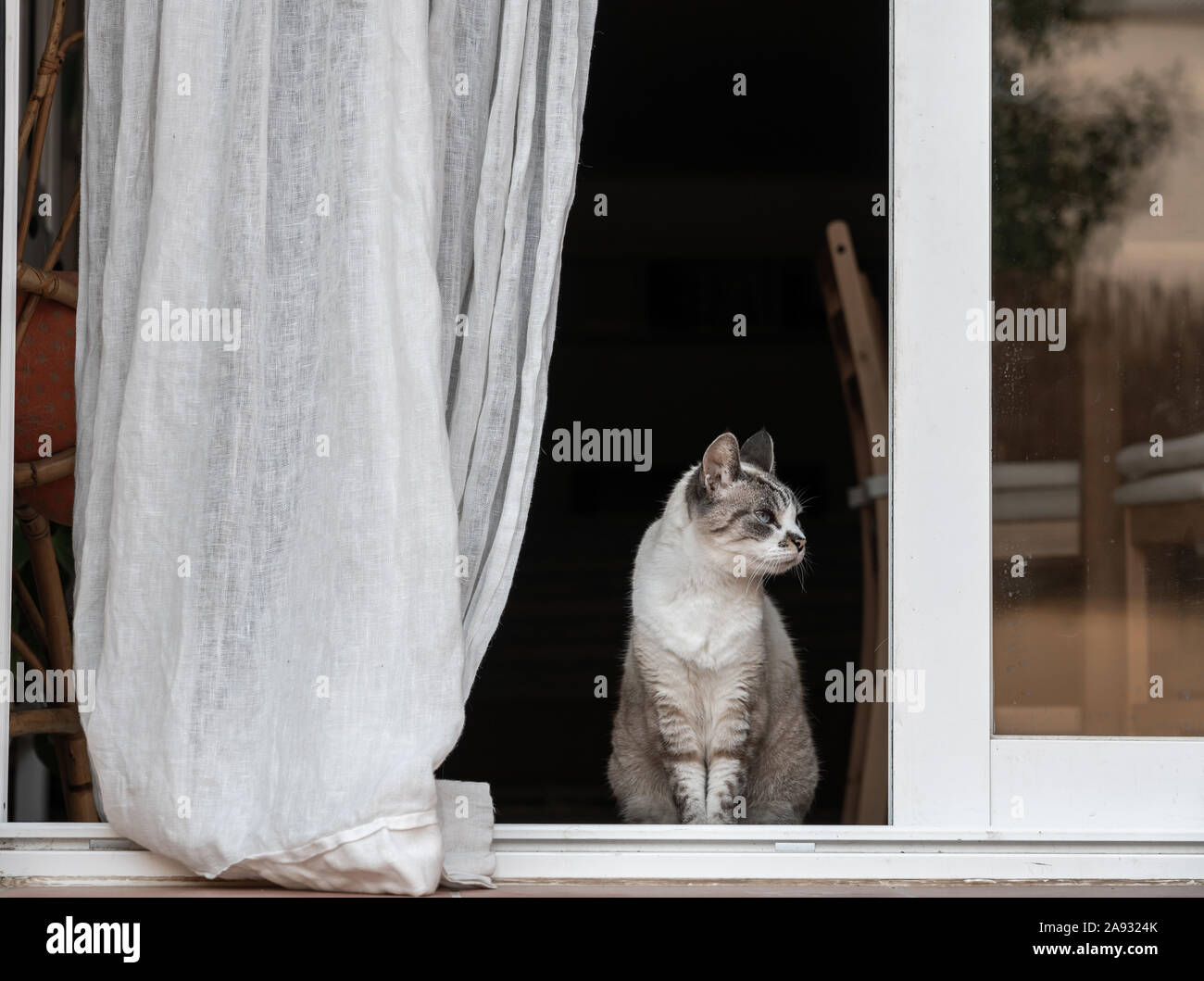 Weiß gestreifte Katze in Zen Attitude am Eingang des Home posiert, zwischen einer Schiebetür und einem Vorhang Stockfoto