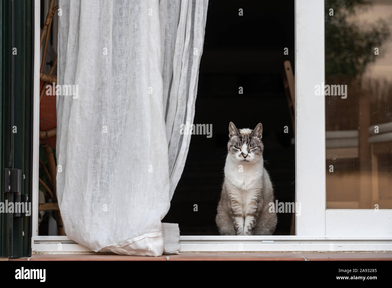 Weiß gestreifte Katze in Zen Attitude am Eingang des Home posiert, zwischen einer Schiebetür und einem Vorhang Stockfoto