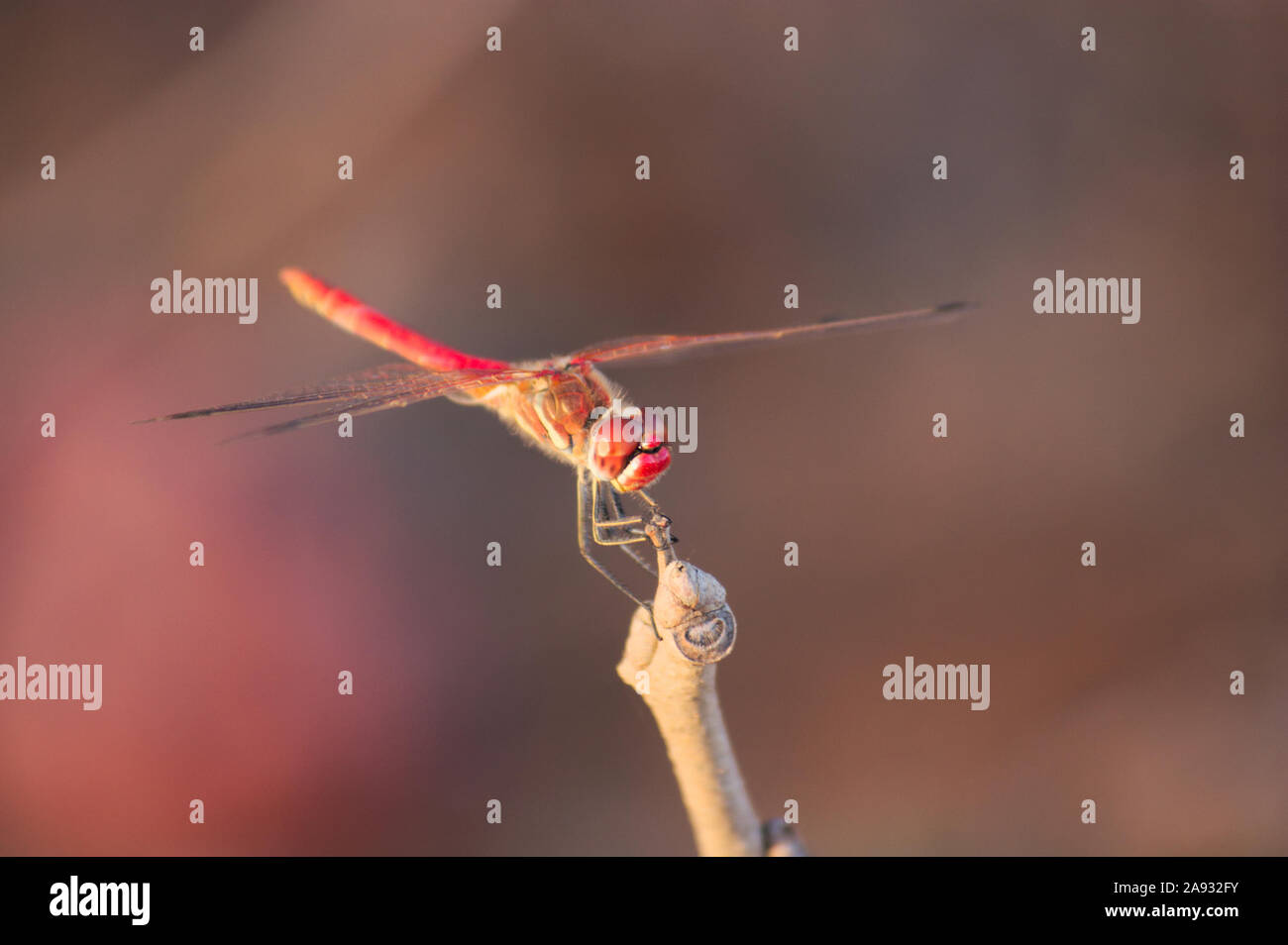 Rote Libelle thront auf einem Blattlosen Stängel im Spätsommer mit dem Hintergrund in Rot verschwommen Stockfoto