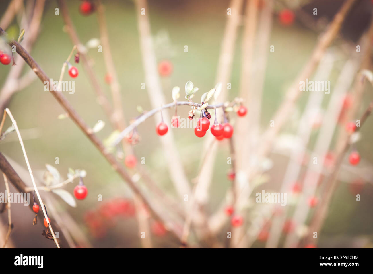 Rote Goji Beeren auf Ast Stockfoto