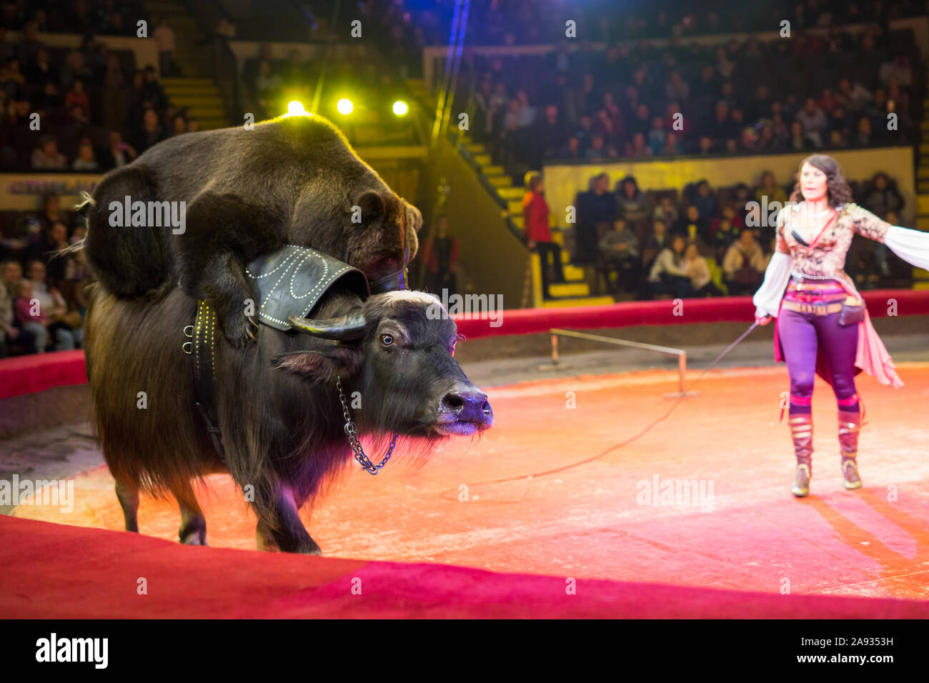 Die Leistung von Braunbären Büffel im Zirkus Arena Stockfoto