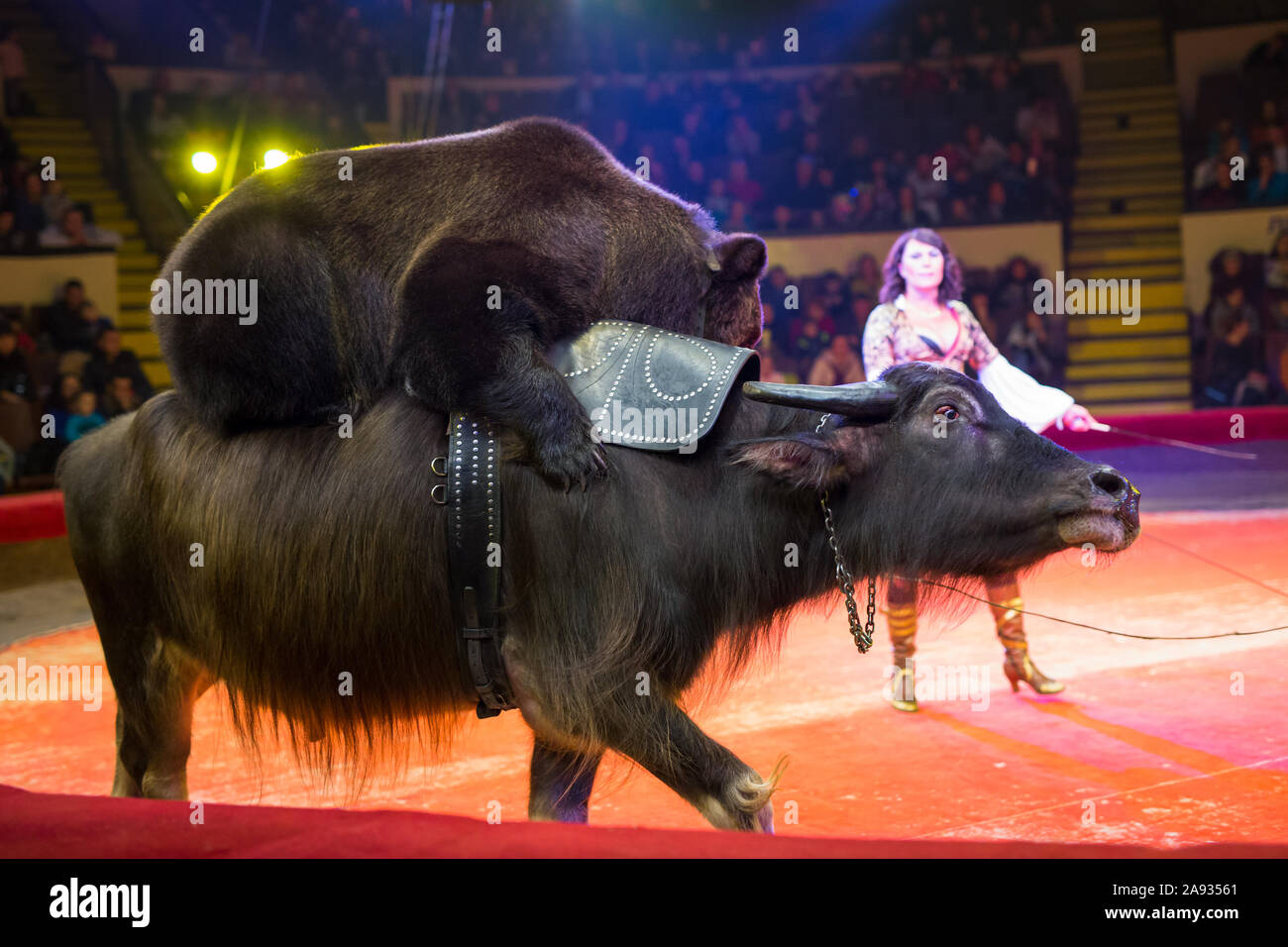 Die Leistung von Braunbären Büffel im Zirkus Arena Stockfoto