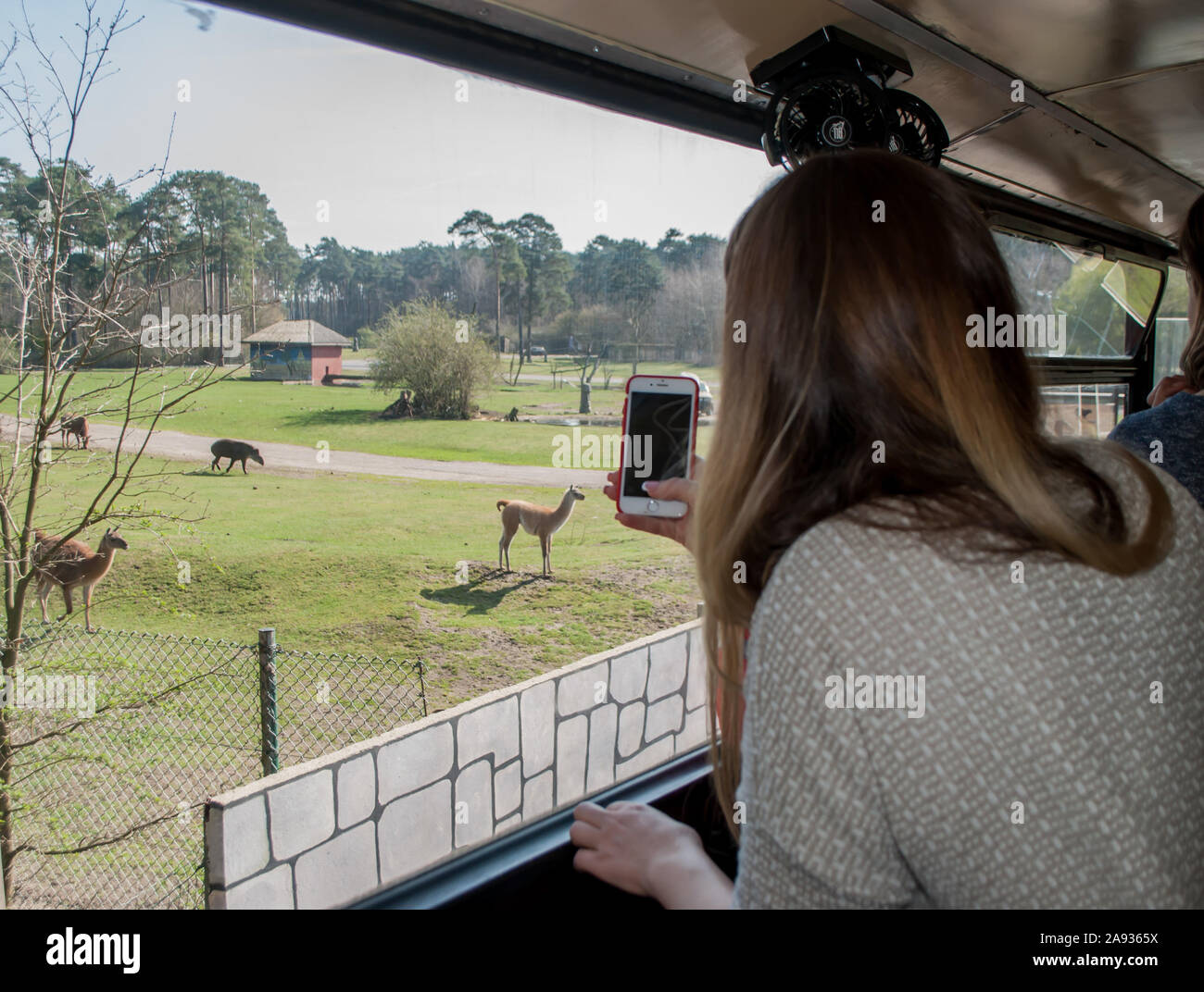 Hodenhagen, Deutschland, 30. März 2019: Mädchen fotografieren von Tieren aus einem Bus-Fenster im Zoo Stockfoto