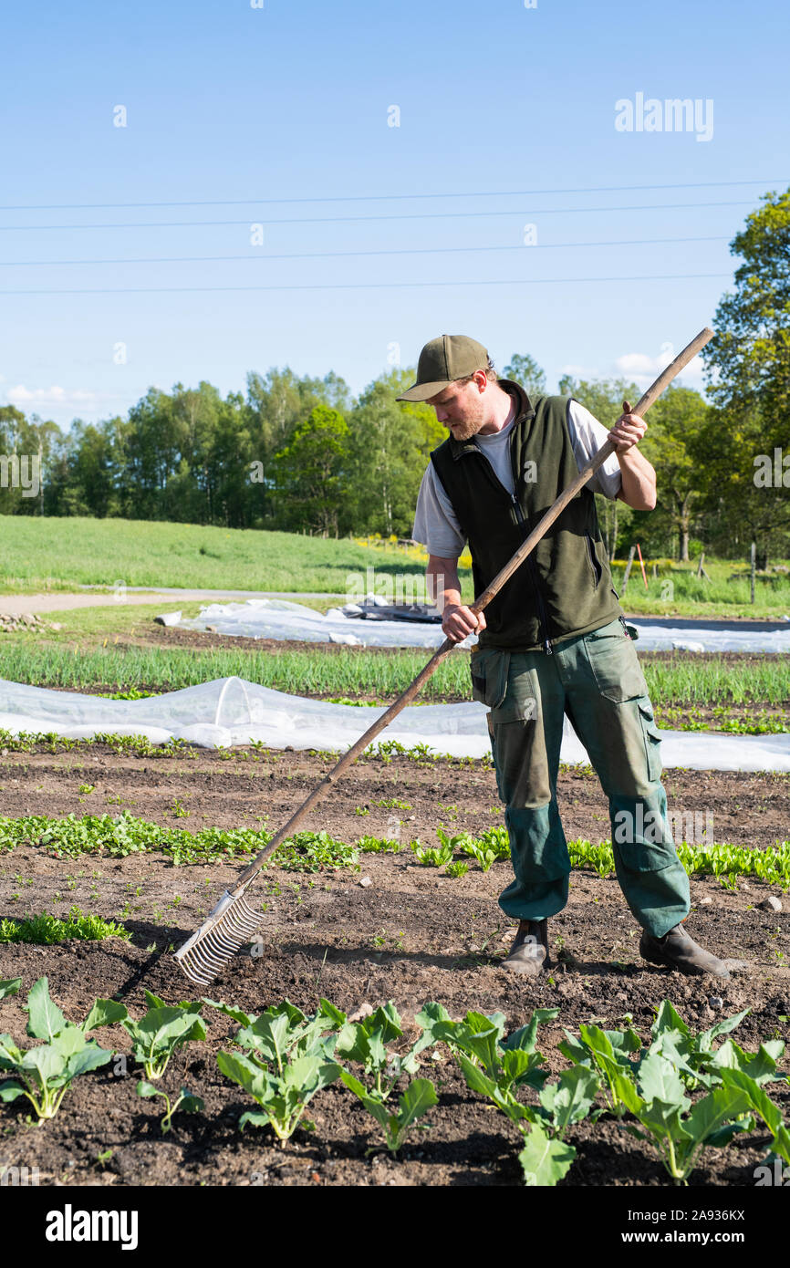Mann bei der Arbeit auf dem Feld Stockfoto