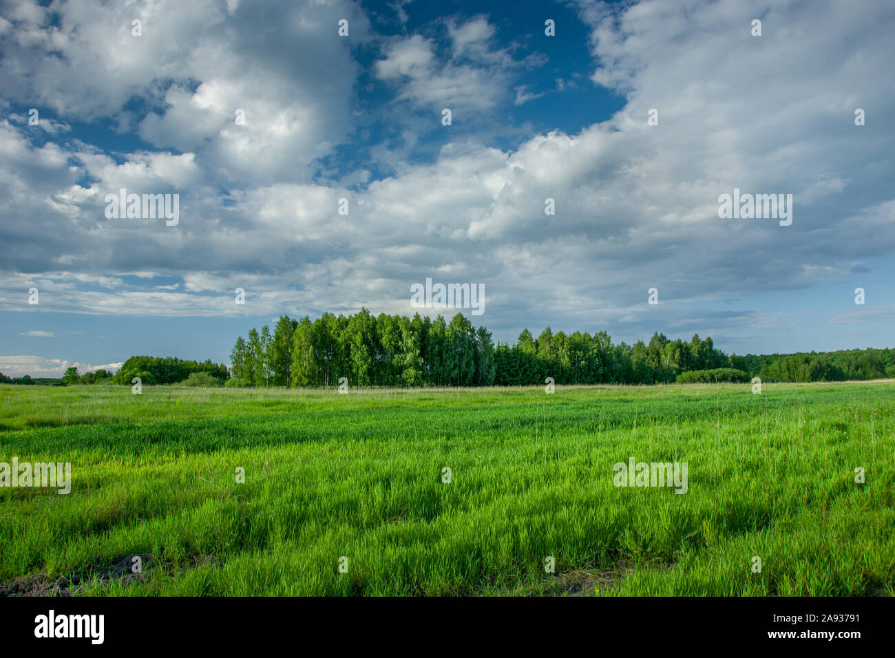 Frühjahr grünes Feld, Wald am Horizont und Wolken am Himmel - Zarzecze, Lubelskie, Polen Stockfoto