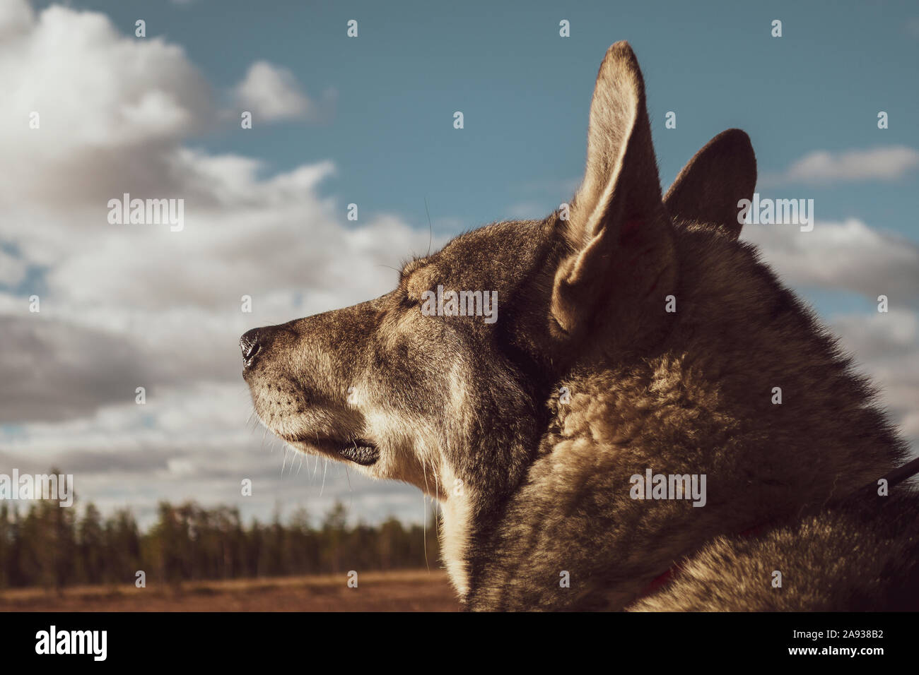 Hund Weg schauen Stockfoto