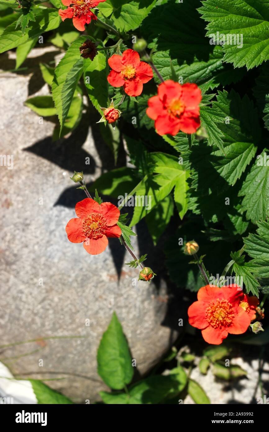 Scarlet avens blühen im Garten Stockfoto