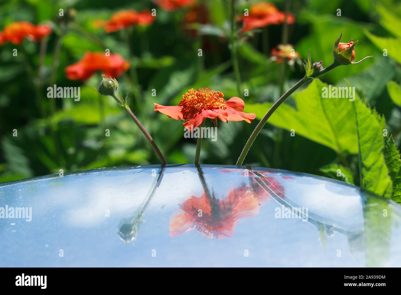 Scarlet avens in der reflektierenden Spiegel Stockfoto