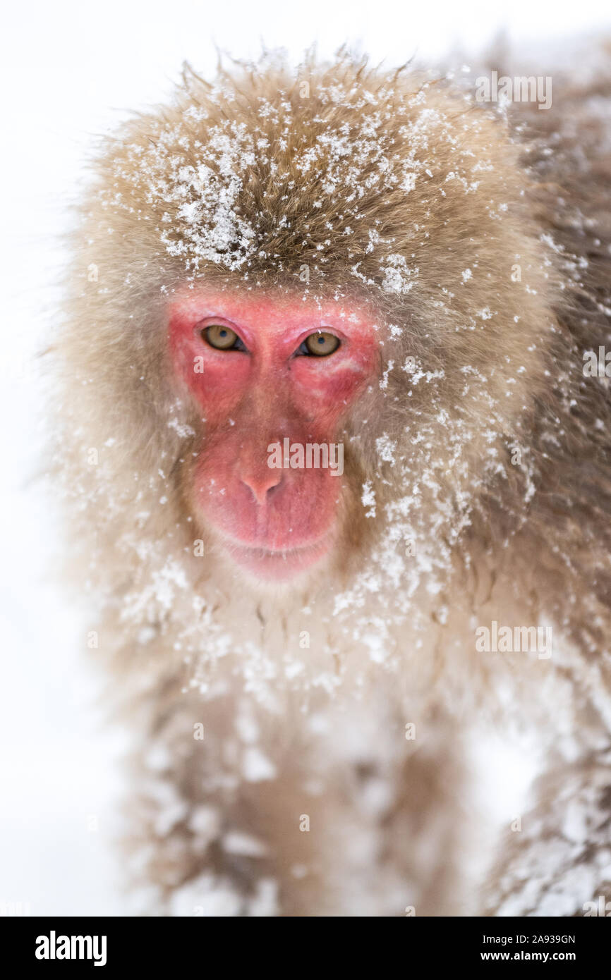 Japanische Snow Monkey - Solo Stockfoto