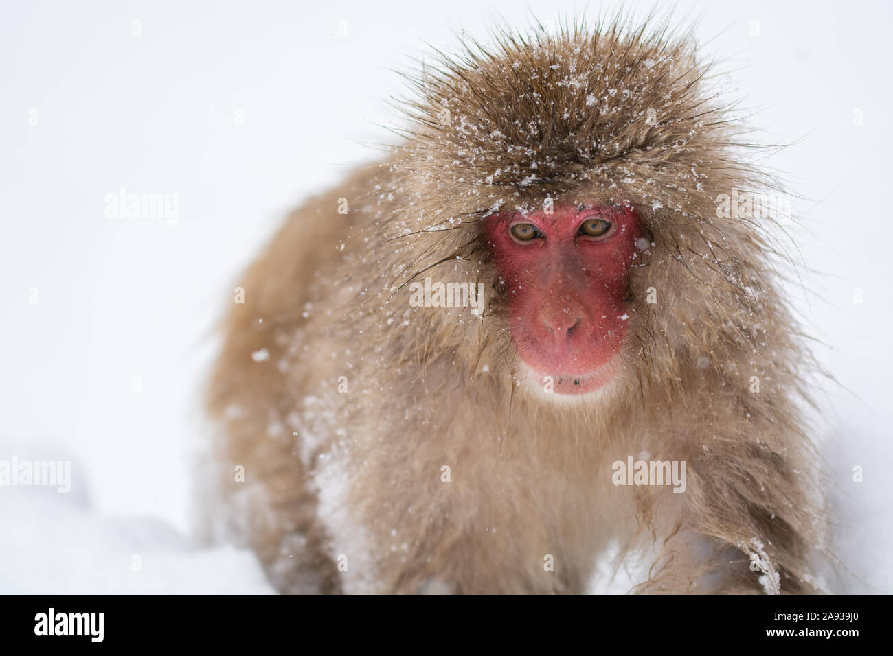 Japanische Snow Monkey - Solo Männlich Stockfoto