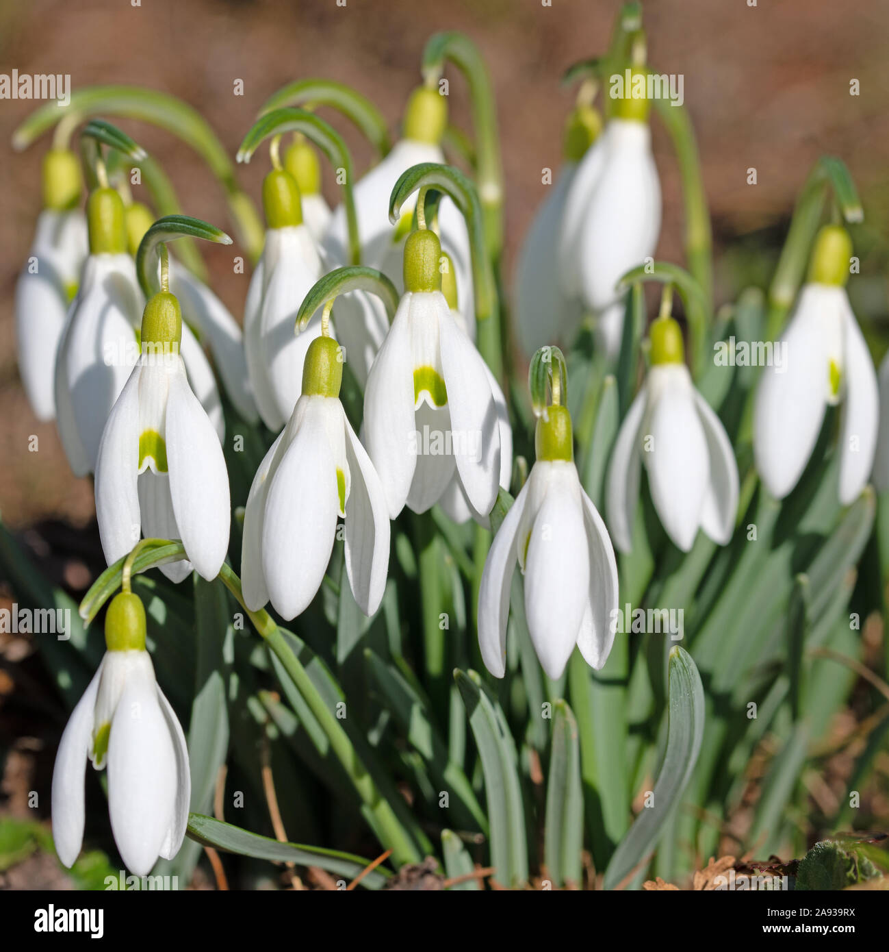 Blühende Schneeglöckchen im Frühjahr Stockfoto