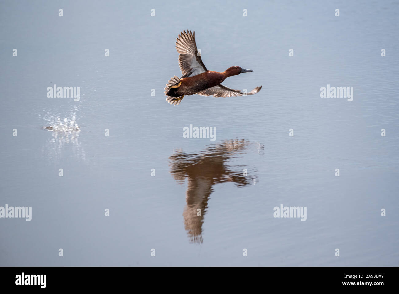 Anas cyanoptera Cinnamon Teal, wobei aus einem Teich auf dem Zumwalt Prairie im Nordosten von Oregon. Stockfoto