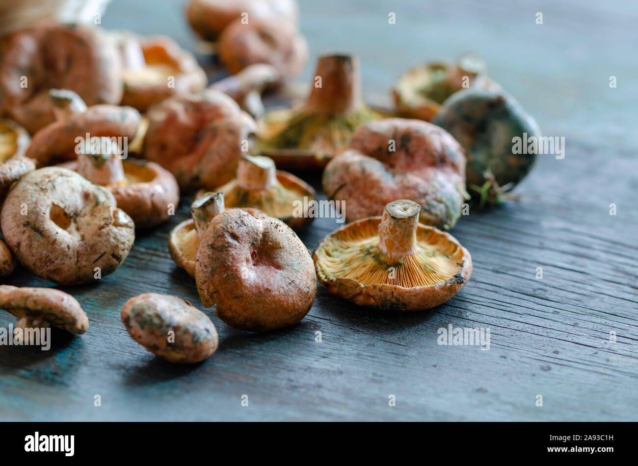 Frische Fichte Milkcap Pilze auf hölzernen Tisch Stockfoto