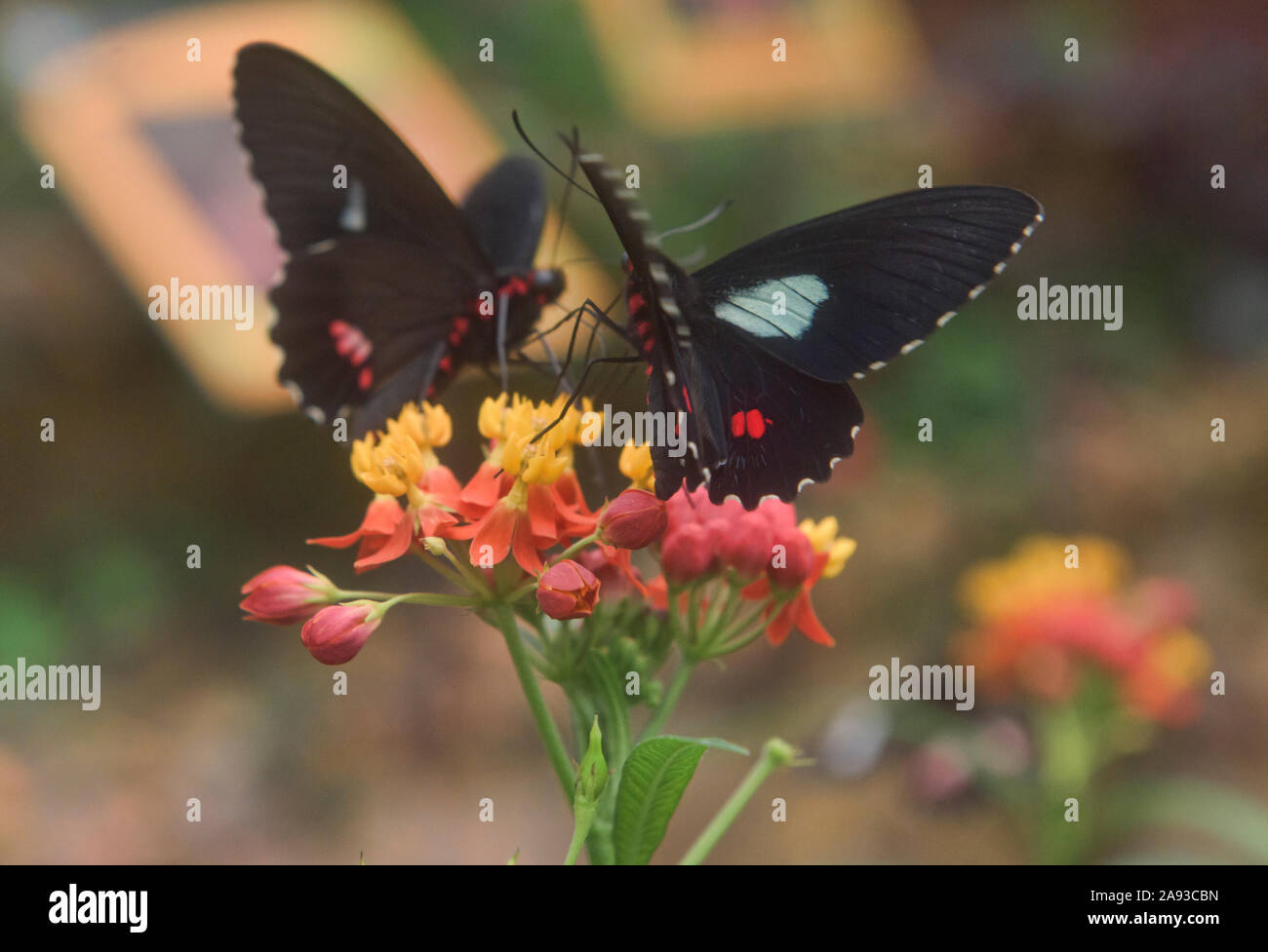 Schmetterlinge (Parides Cattleheart arcas) trinken Nektar, Mindo, Ecuador Stockfoto