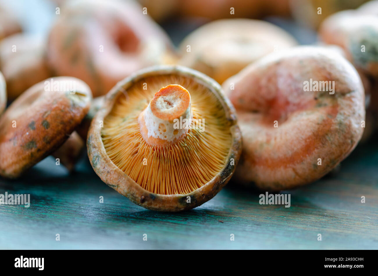 Frische Fichte Milkcap Pilze auf hölzernen Tisch Stockfoto