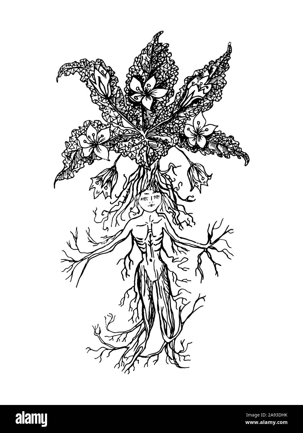 Madrake Style Mythische mandrake Werk im Vintage Style. Fantasy Magic Flower, Zutat ...