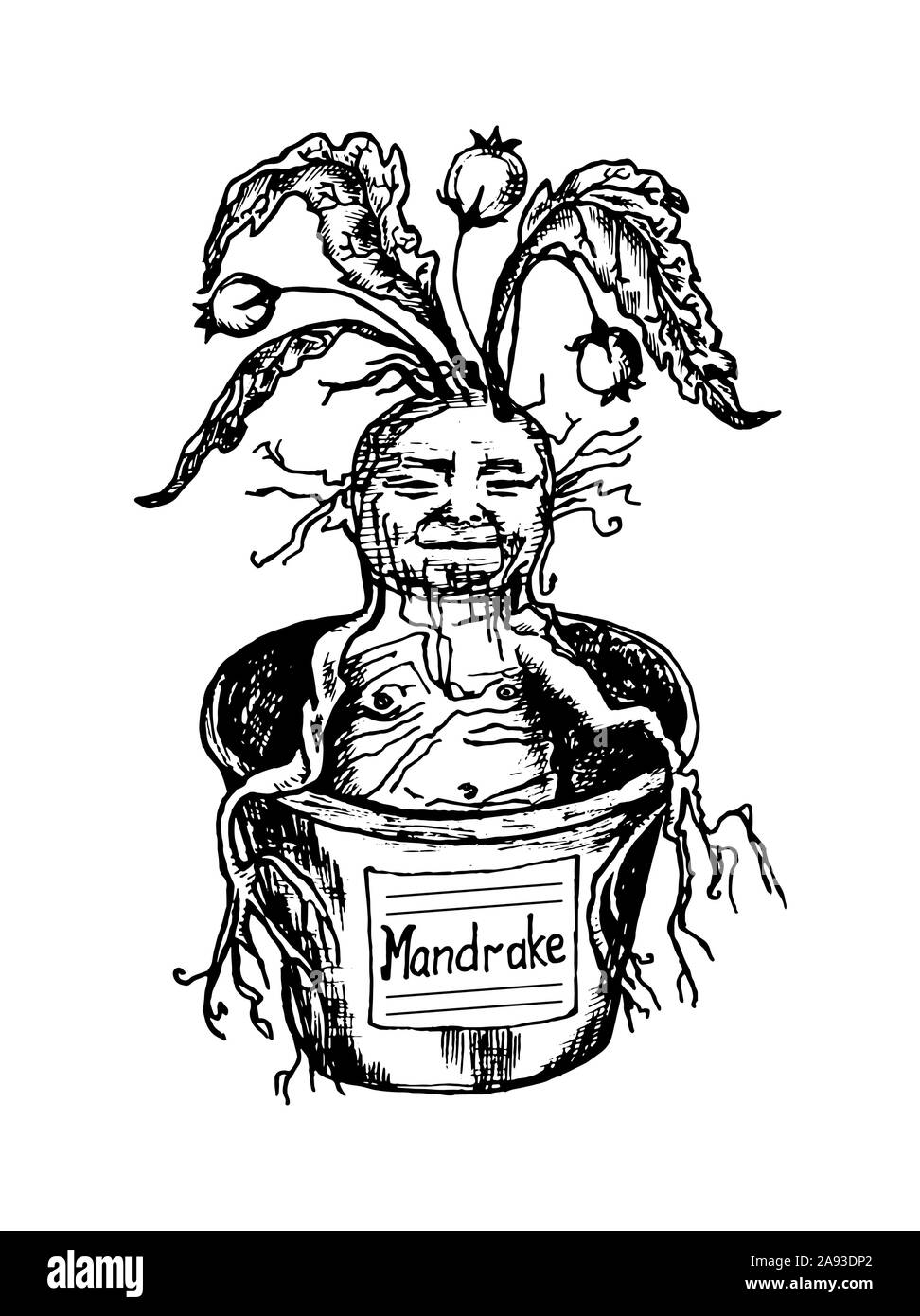 Madrake Style Mythische mandrake Werk im Vintage Style. Fantasy Magic Flower, Zutat ...