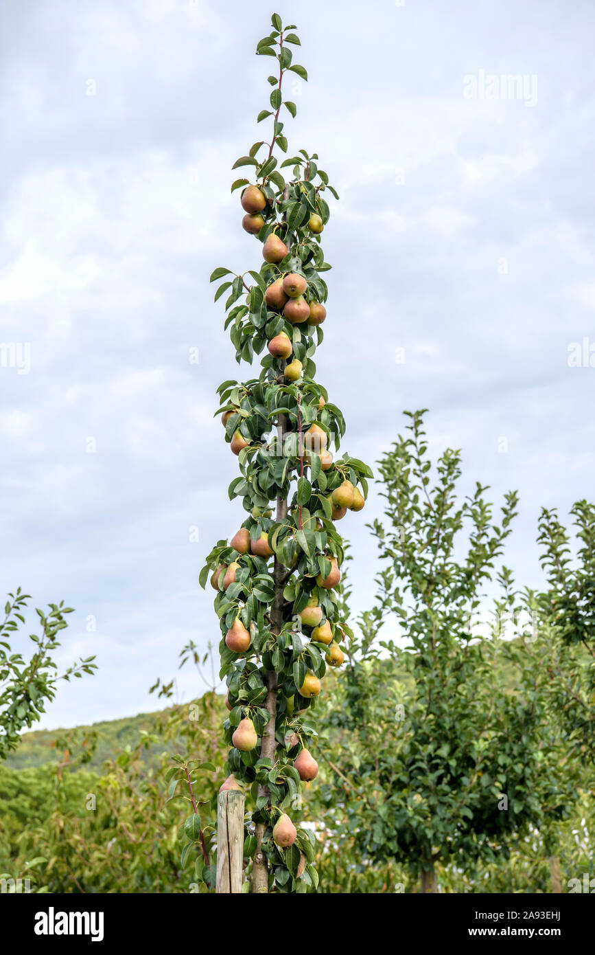 (Pyrus Communis Säulen-Birne 'Decora') Stockfoto