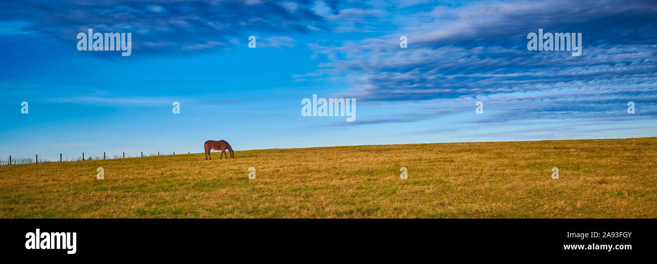 Einsame thoroughbredpferd Beweidung in einem Feld mit blauem Himmel. Stockfoto