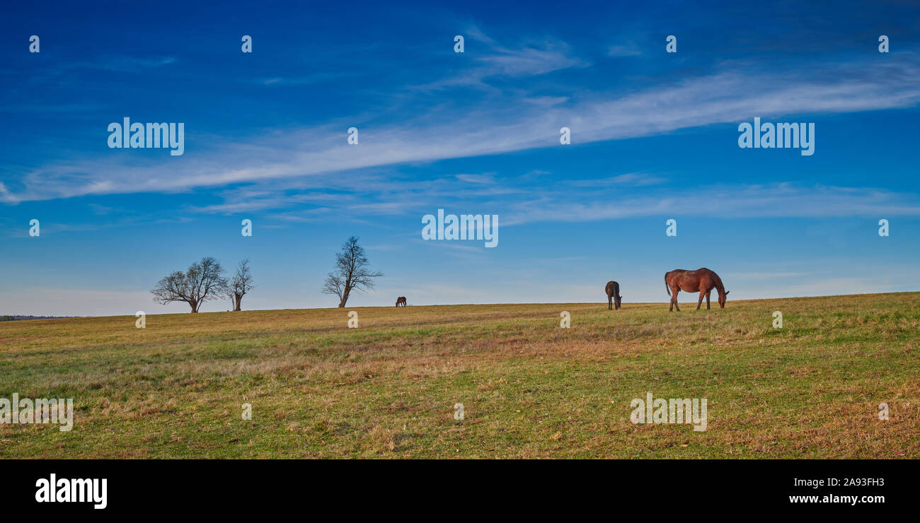 Reinrassige Pferde grasen auf den späten Herbst Gras am Nachmittag. Stockfoto