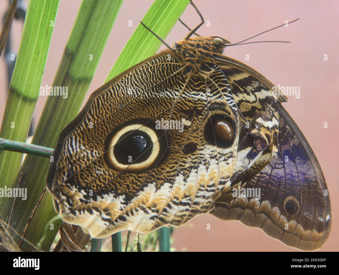 Riesen Eule Schmetterling (Caligo memnon), Mindo, Ecuador Stockfoto