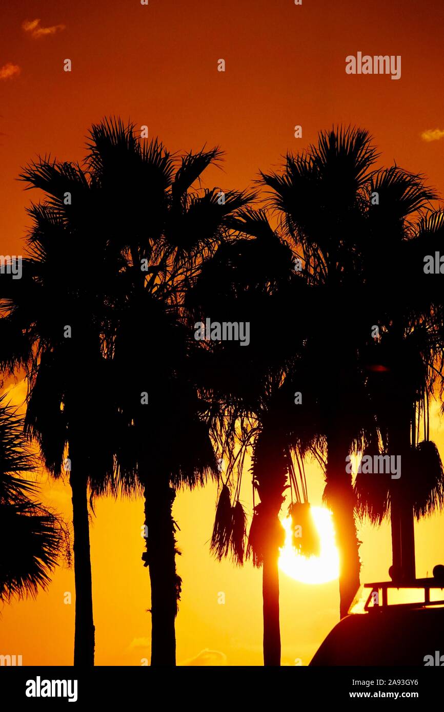 Eine Silhouette der Palmen bei Sonnenuntergang in Clearwater, Florida. Stockfoto