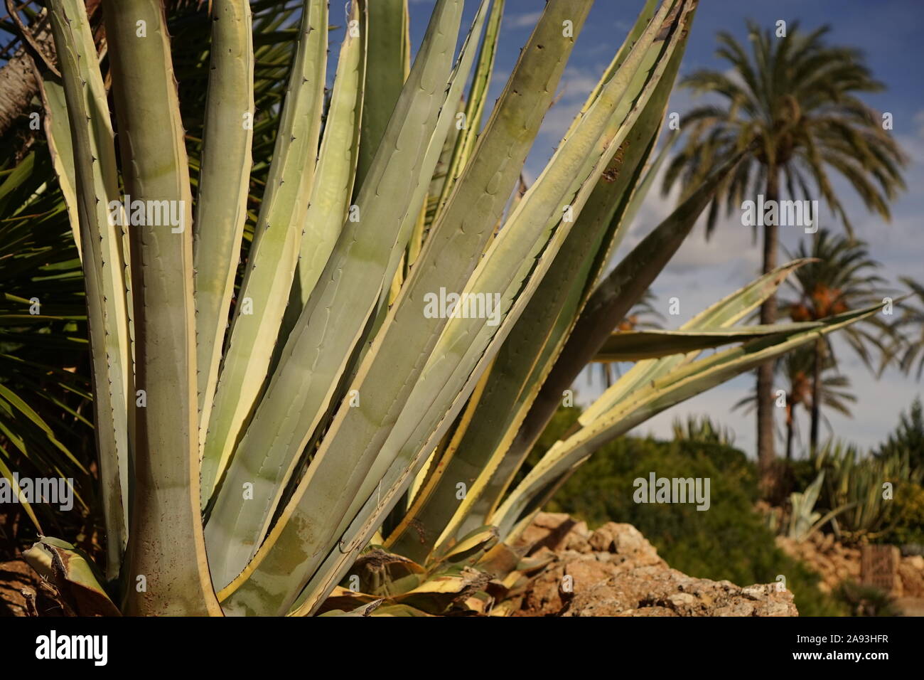 Große Aloe Vera Pflanze wächst wild in Spanien mit Palmen in der Ferne  Stockfotografie - Alamy