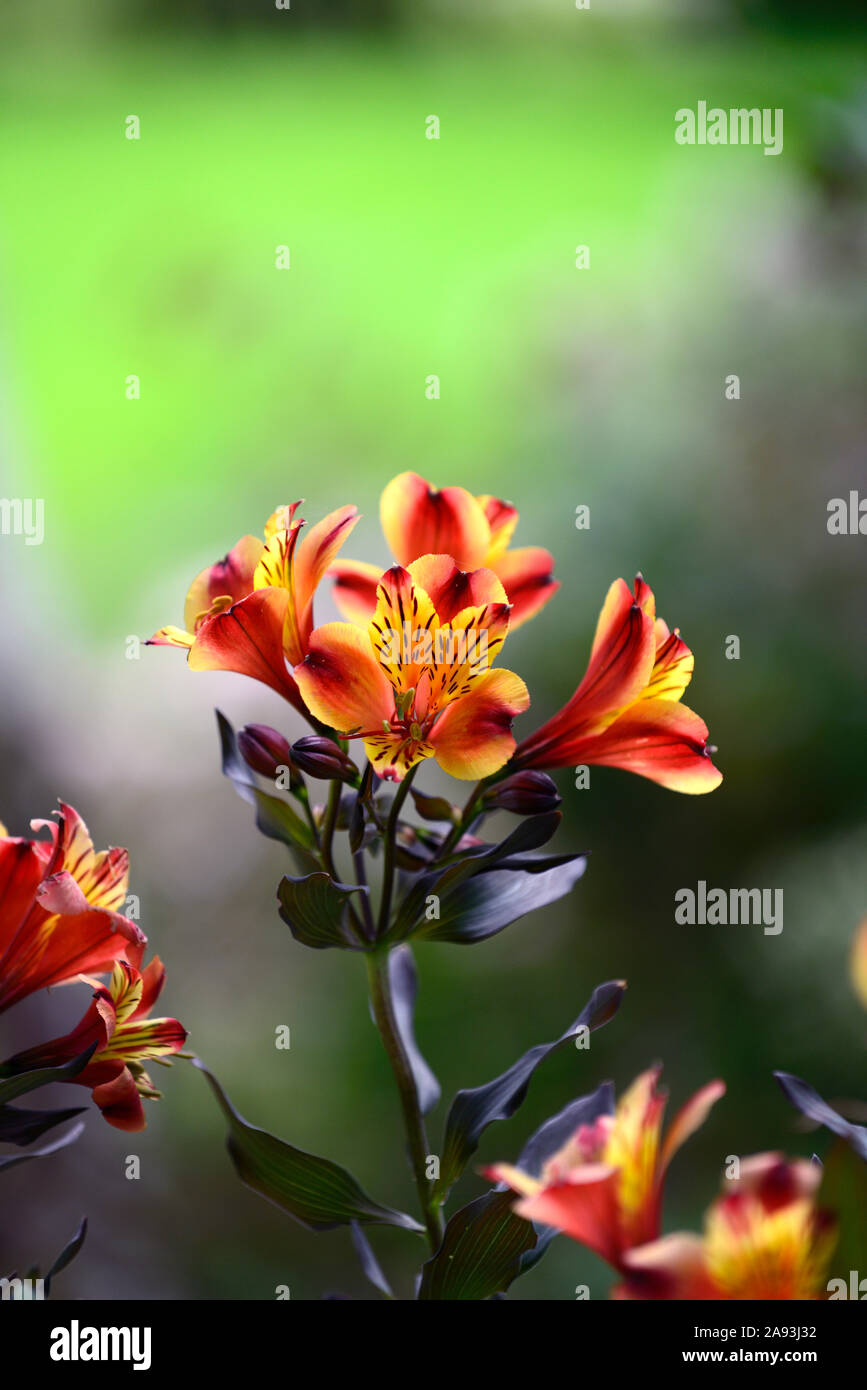 Alstroemeria Indian Summer, peruanische Lily, Kupfer, Orange, Gelb, Blume, Blumen, Blüte, Stauden, Schnittblumen, RM Floral Stockfoto