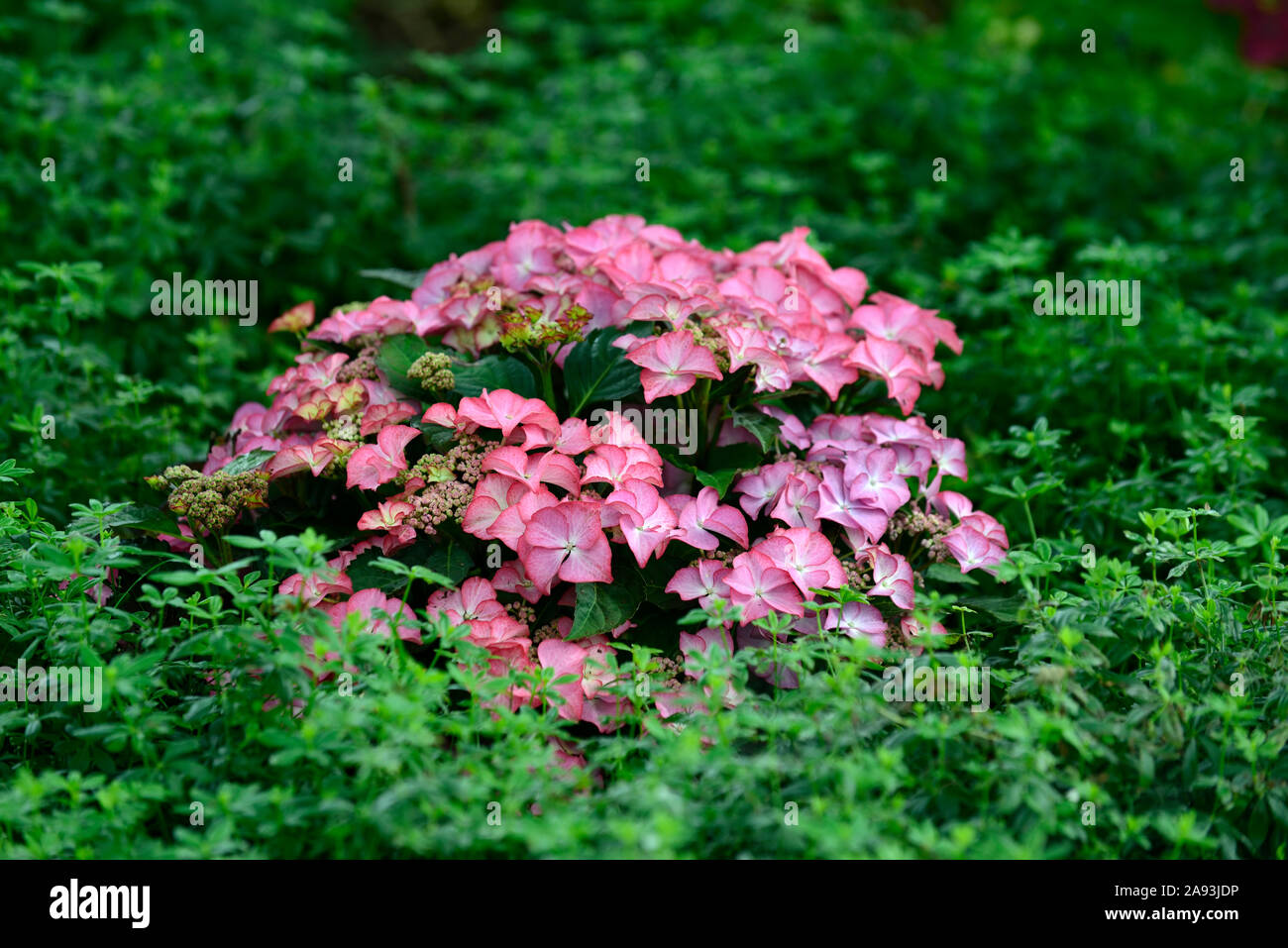 Coral Pink Moppköpfe aus Hydrangea, Hortensien, Blume, Blumen, Blüte, RM Floral Stockfoto