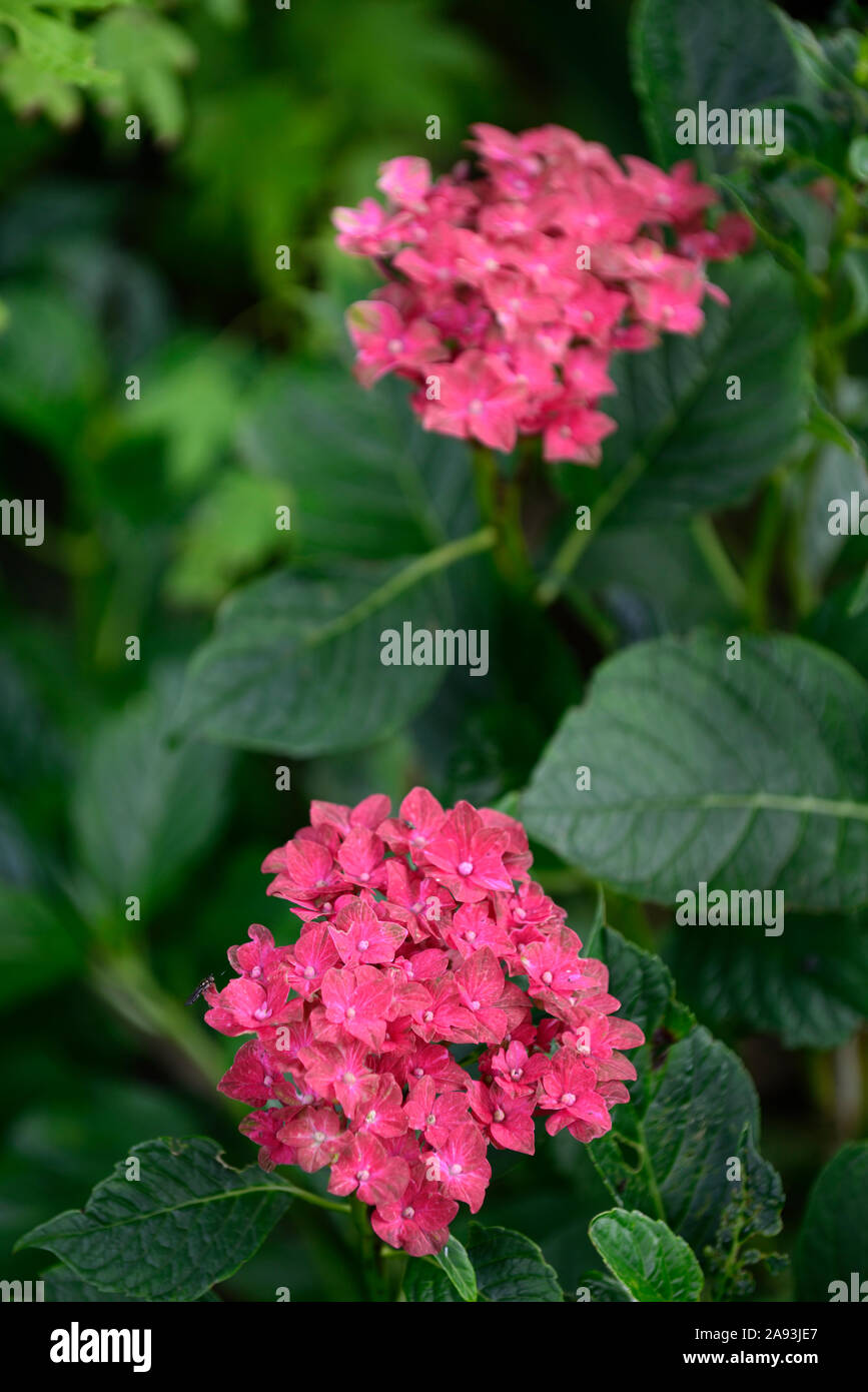 Coral Pink Moppköpfe aus Hydrangea, Hortensien, Blume, Blumen, Blüte, RM Floral Stockfoto