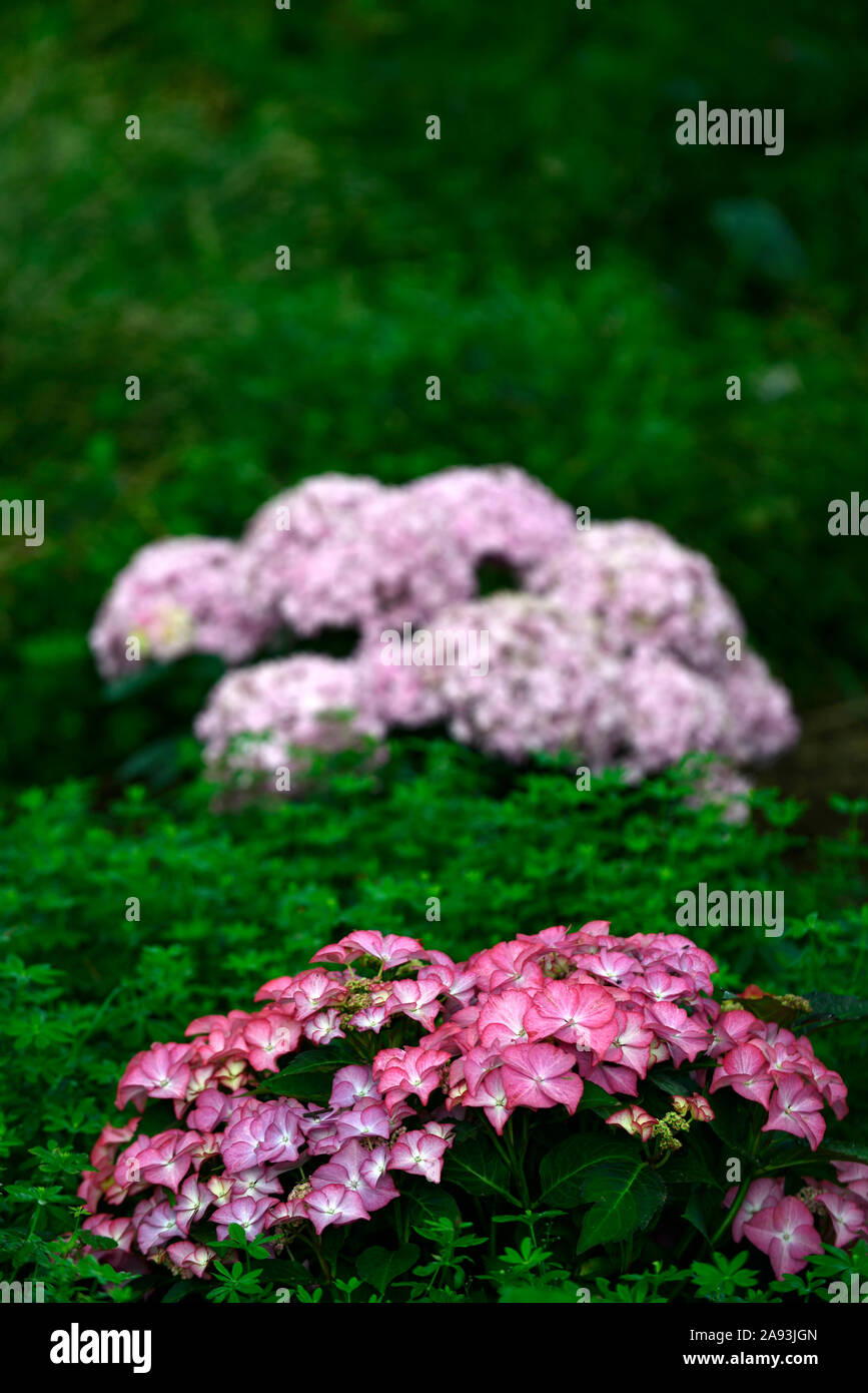 Coral Pink Moppköpfe aus Hydrangea, Hortensien, Blume, Blumen, Blüte, RM Floral Stockfoto