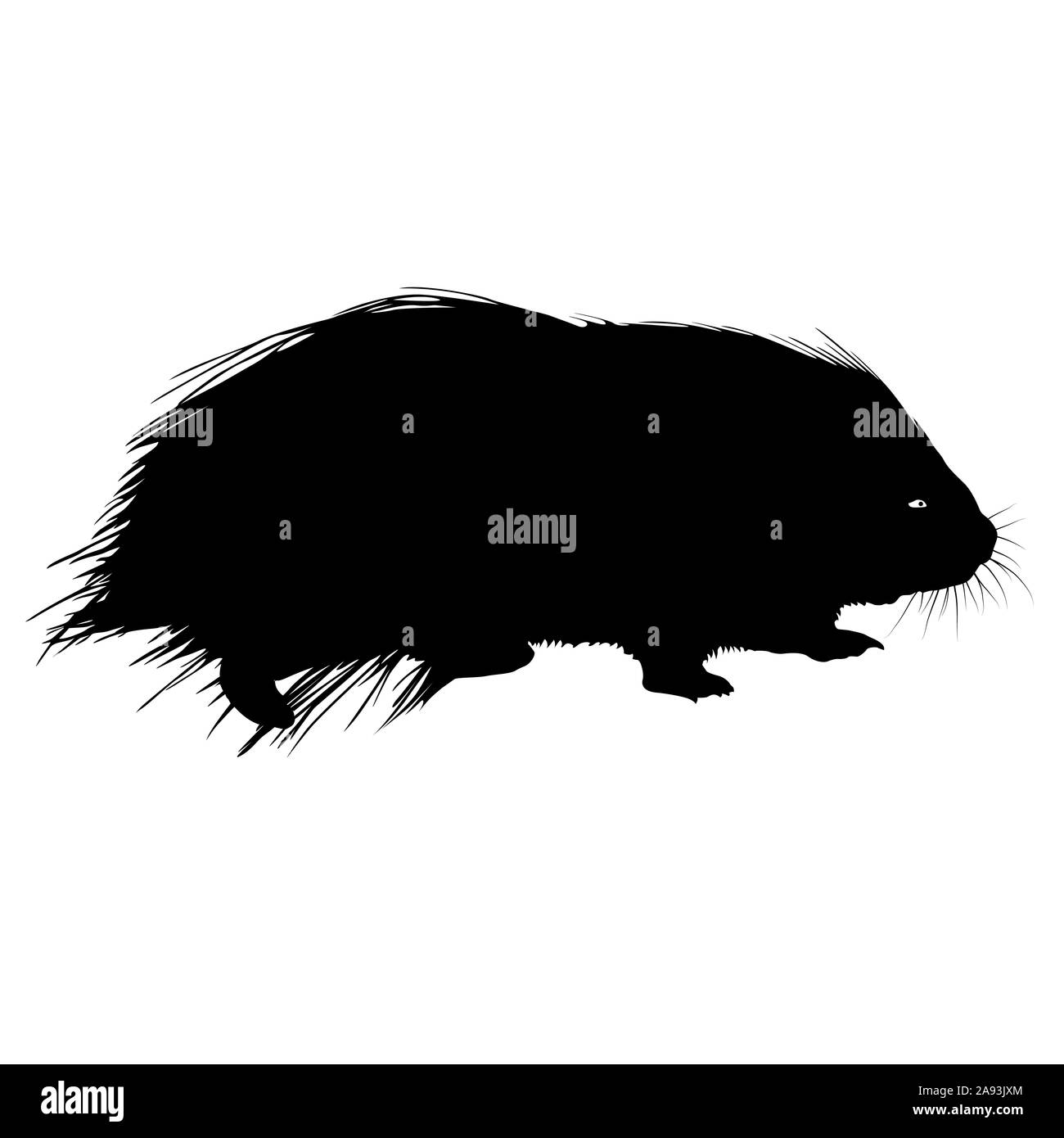 Silhouetten schwarz von Stachelschwein auf einem weißen Hintergrund. Stockfoto