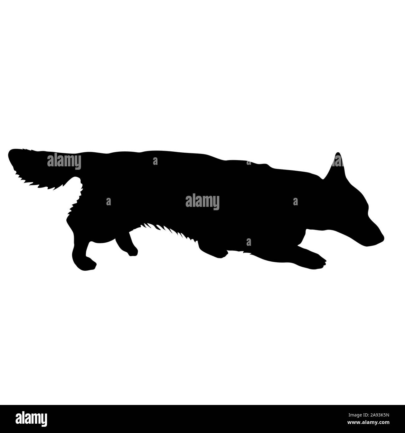 Welsh Corgi Hund Silhouette auf einem weißen Hintergrund. Stockfoto