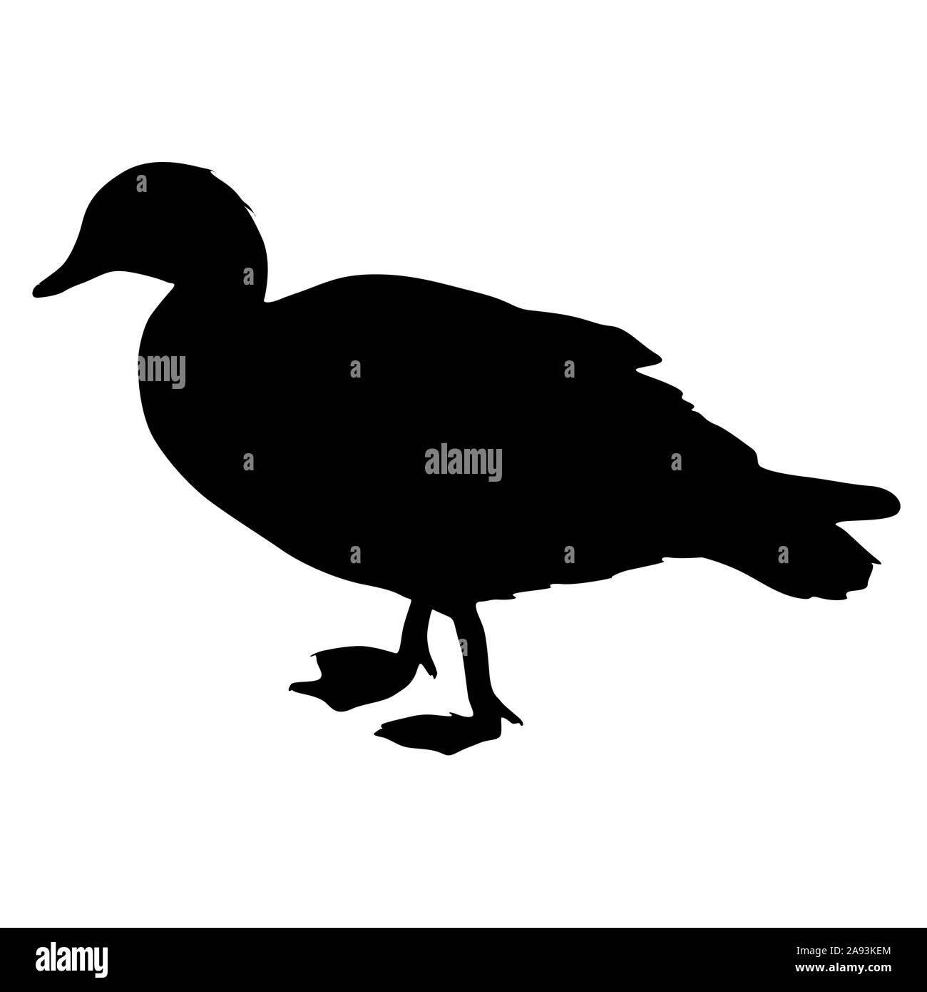 Silhouette vogel gans auf einem weißen Hintergrund. Stockfoto