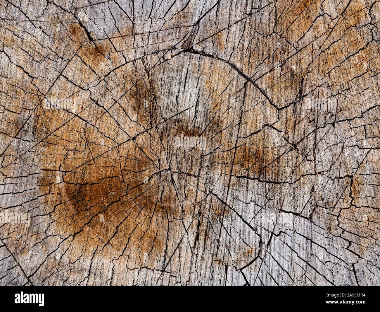 Die Oberfläche von Holz. Organische, Holz- Hintergrund mit Kratzern. Grau- und Brauntönen. Stockfoto