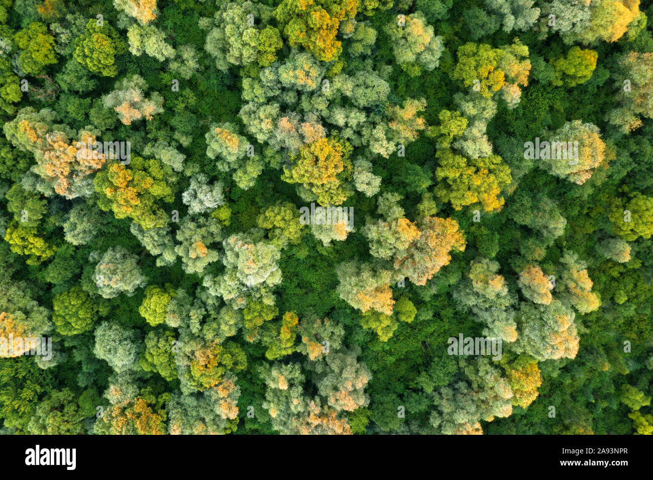 Antenne drone Foto auf magische Sommer Wald. Natur Hintergrund. Landschaftsfotografie Stockfoto