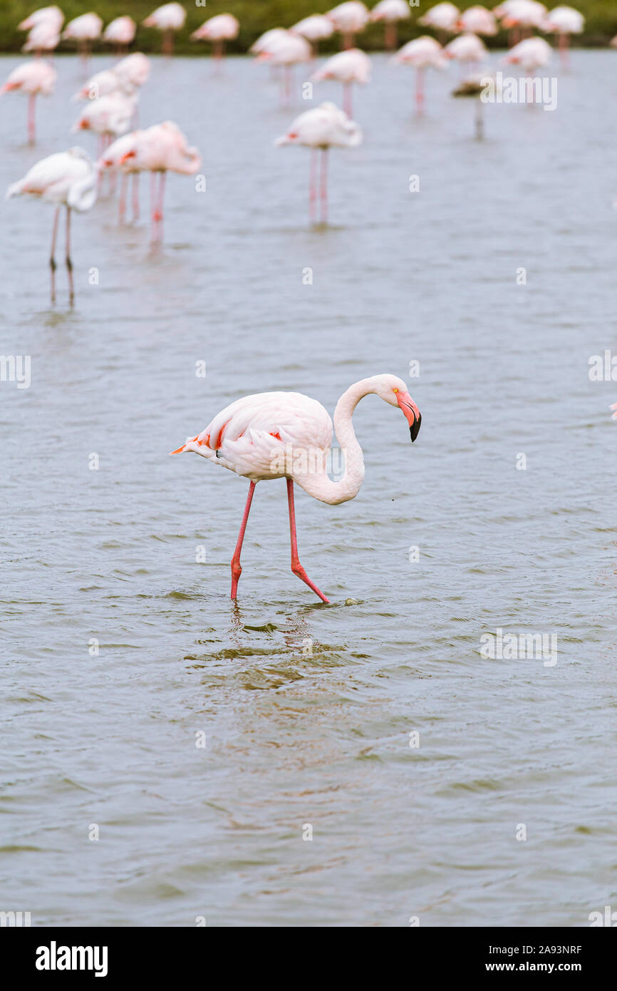Camargue flamingos -Fotos und -Bildmaterial in hoher Auflösung – Alamy