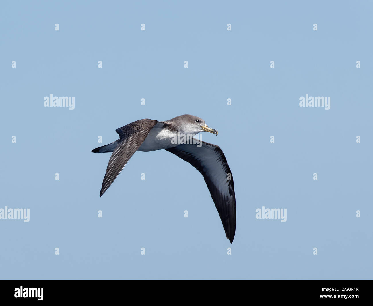 Cory's Shearwater (Calonectris Borealis) im Flug in der Nähe von La Gomera, Kanarische Inseln, mit klaren blauen Himmel im Hintergrund. Flügel nach unten. Stockfoto